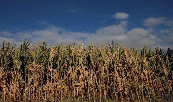 Französische Maisernte bis 1. November um 73% fortgeschritten: FranceAgriMer