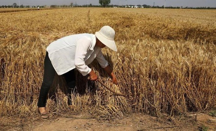 Keine Sorge, China hat genug Gemüse und Getreide, sagen Landwirtschaftsbeamte