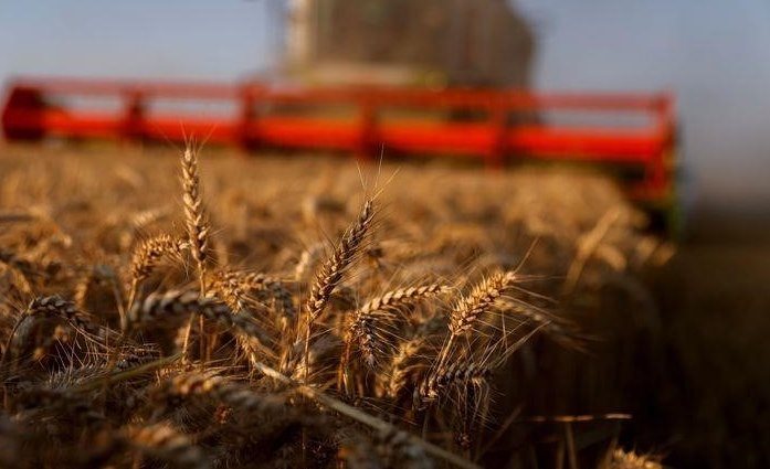 EU hebt Prognose für Weizenexporte für 2021/22 an