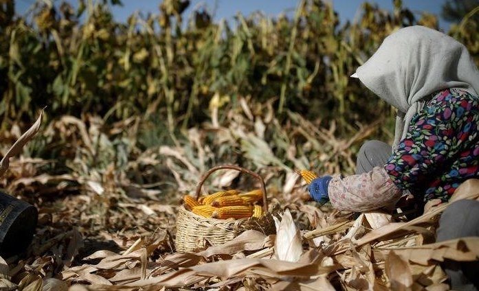 China erhöht die Schätzung der Maiserzeugung für 2021/2022 und senkt die Prognose für Sojabohnen