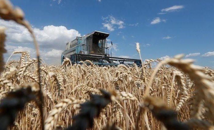 Trockenes Wetter beeinträchtigt die Winterweizenernte in den zentralen Regionen der Ukraine