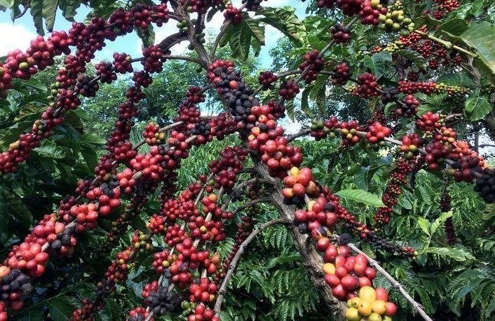 Brasiliens Kaffeeernte fällt 2021 wegen Dürre um 24,4%