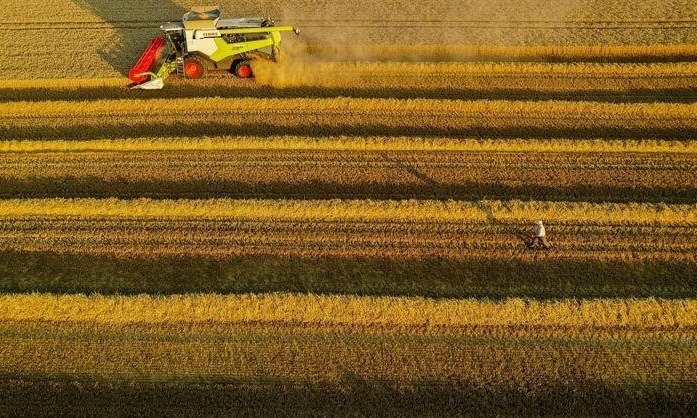 Günstiger Start der EU-Ernten, Winterhärte in einigen Gebieten ein Problem: MARS