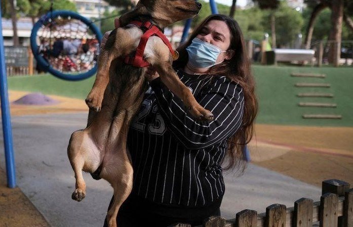 Sorgerecht für Hunde: Spanien berücksichtigt das Wohlergehen von Haustieren bei Scheidungsstreitigkeiten