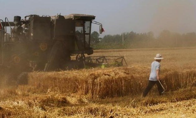 China verkauft 546.015 Tonnen Weizen bei Versteigerung staatlicher Reserven