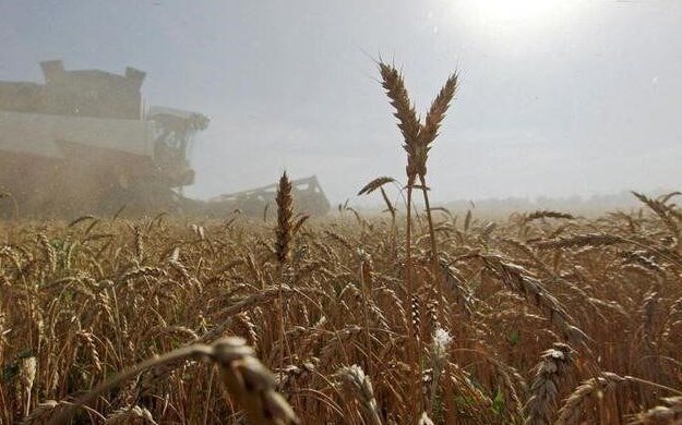 Russland setzt Getreideexporte in die Eurasische Wirtschaftsunion bis zum 31. August aus