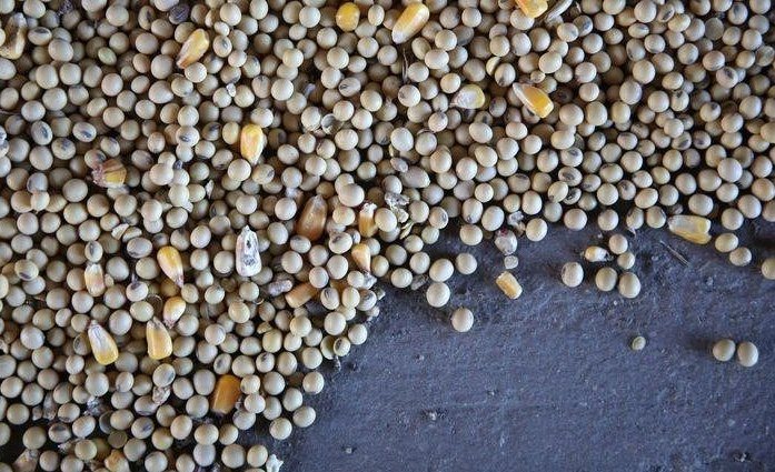 Sojabohnenöl-Futures erreichen Rekordhoch, Mais nähert sich Zehnjahreshoch